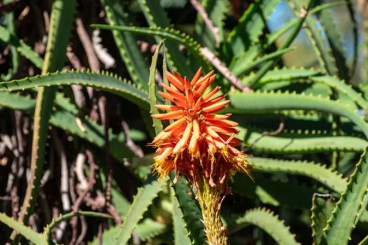 A close-up view of a vibrant orange aloe flower in bloom, showcasing the natural landscaping of the property.