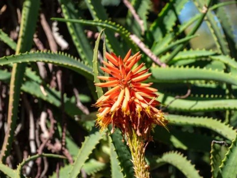 A close-up view of a vibrant orange aloe flower in bloom, showcasing the natural landscaping of the property.