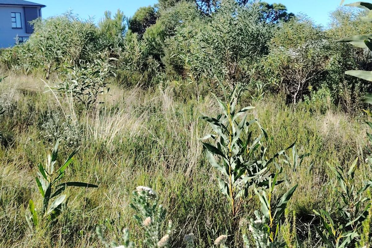 A view of the vacant residential land featuring natural vegetation and established shrubs.