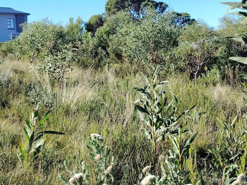 A view of the vacant residential land featuring natural vegetation and established shrubs.