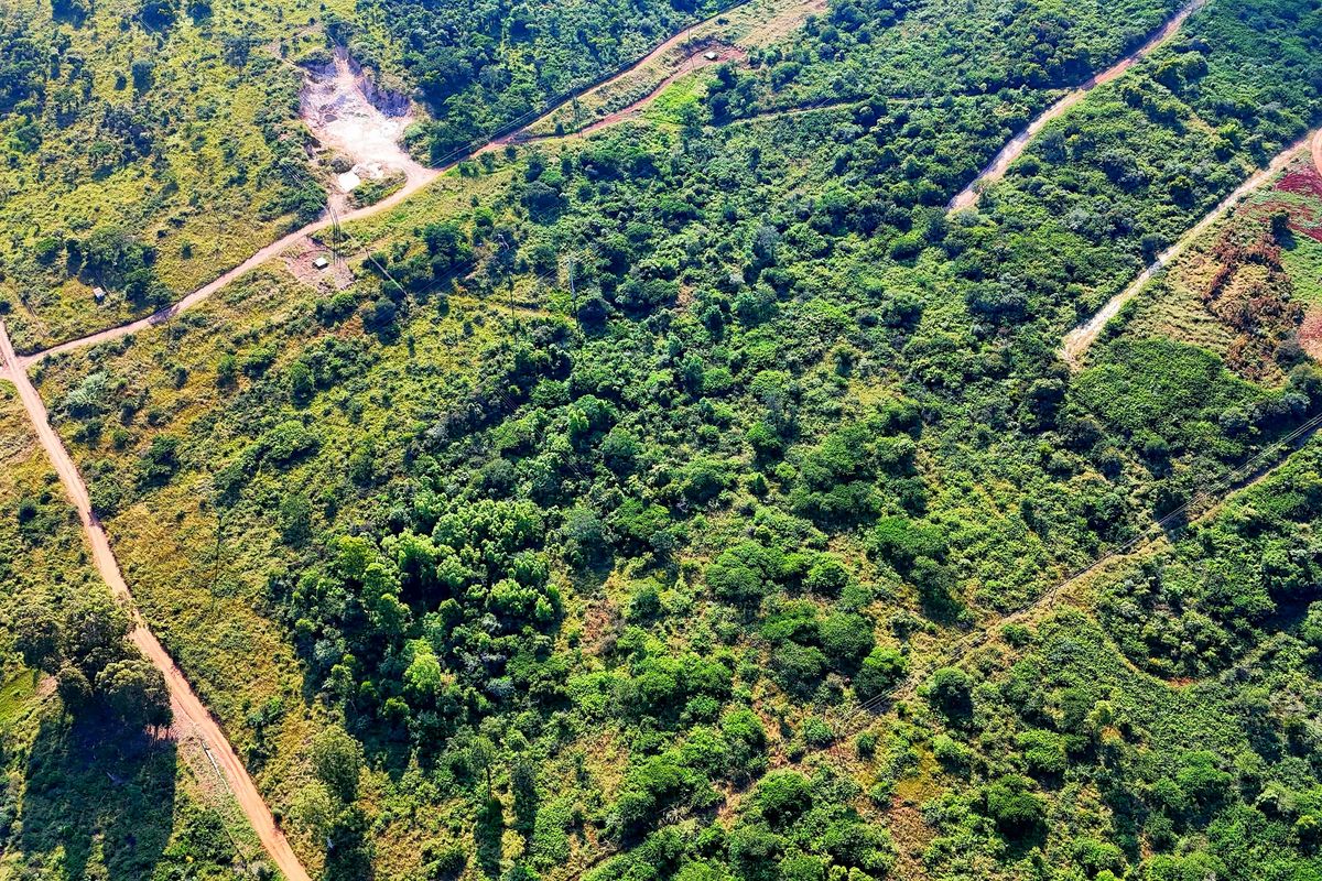 4 HECTARE SMALLHOLDING WITH 2 HOMES – GROWTH ZONE NEAR Bushvalley, Louis Trichardt. - Photo 4