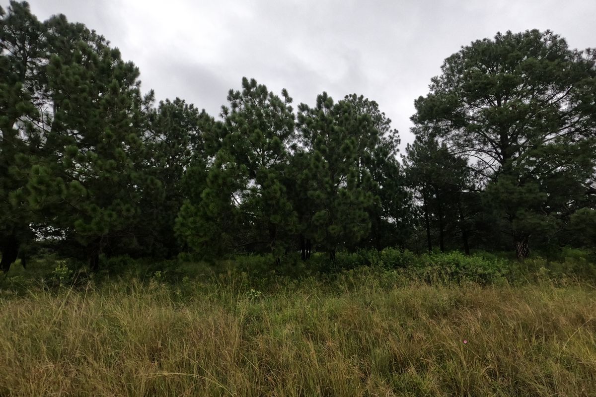 A view of a vacant residential plot featuring mature pine trees and natural grassland under an overcast sky.