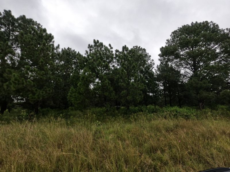A view of a vacant residential plot featuring mature pine trees and natural grassland under an overcast sky.
