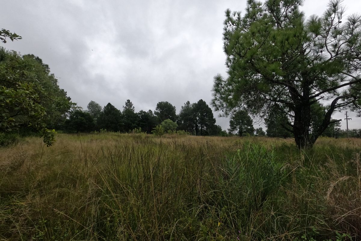 A view of a vacant residential plot featuring natural grassland and mature trees.