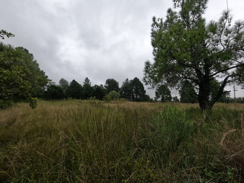 A view of a vacant residential plot featuring natural grassland and mature trees.