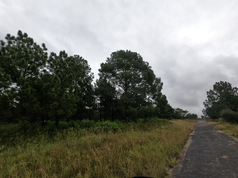 A view of a vacant residential plot featuring a paved access road and mature pine trees under an overcast sky.