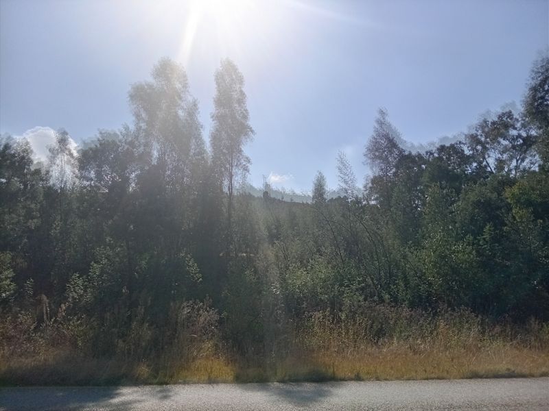 A view of the vacant land plot from the adjacent asphalt road, featuring mature trees and natural vegetation.