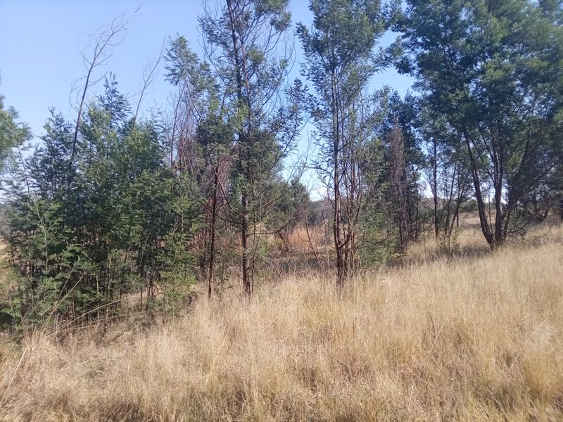 A view of the natural landscape featuring mature trees and dry grass on the vacant residential property.