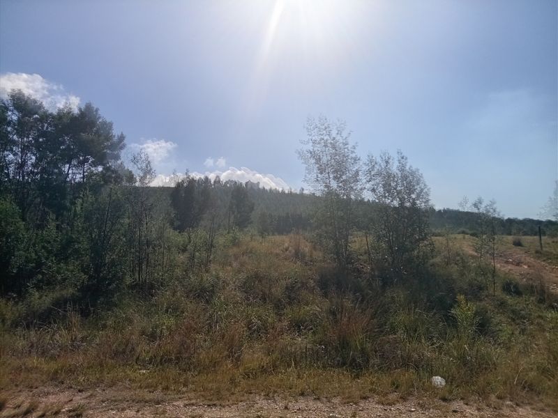 A view of a vacant residential plot featuring natural vegetation, grass, and trees under a bright sky.