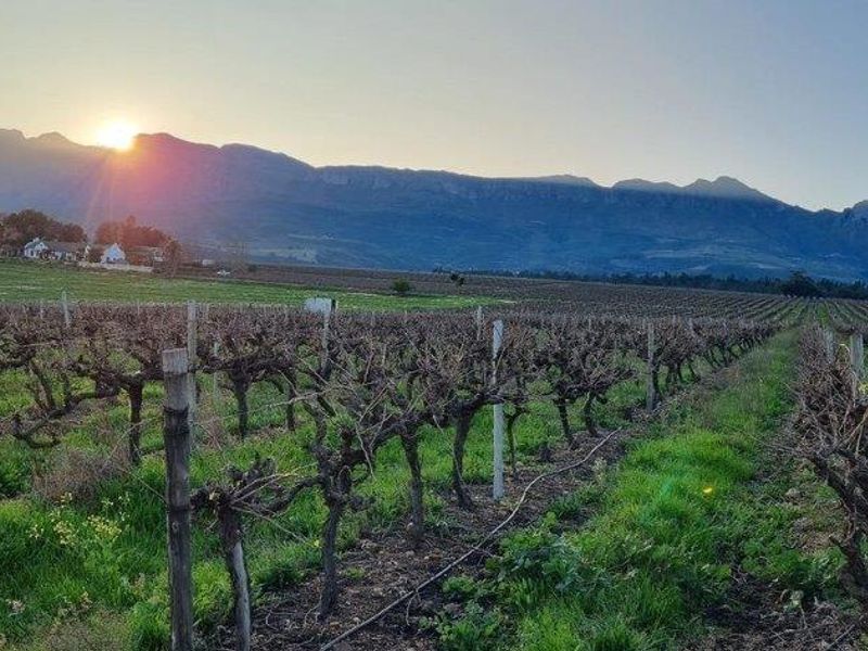 Scenic view of a vineyard at sunset with mountain backdrop, featuring established vine rows and irrigation infrastructure.