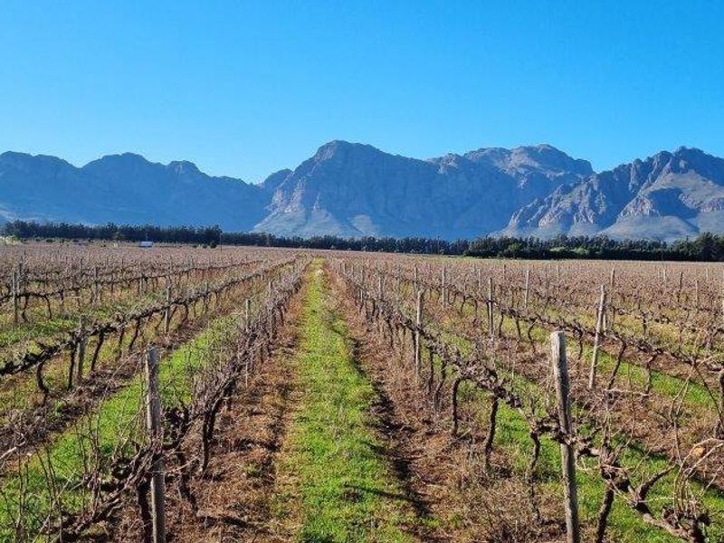 Expansive view of a well-maintained vineyard with established trellising, set against a dramatic mountain range backdrop.
