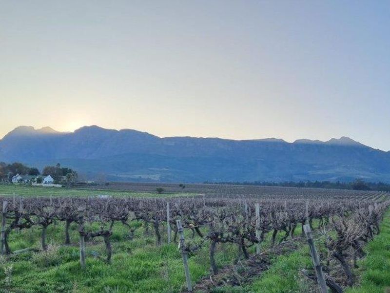 A scenic view of a vineyard landscape set against a dramatic mountain range at sunrise.