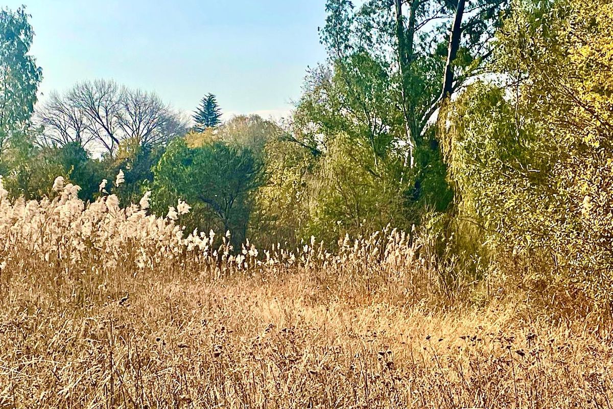 Large vacant stand for sale in Parys - Photo 2