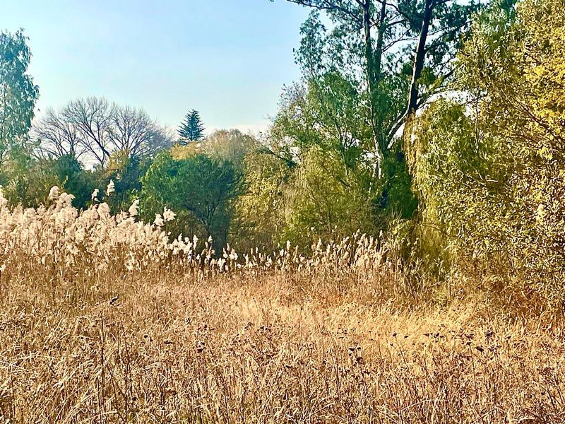 Large vacant stand for sale in Parys - Photo 2