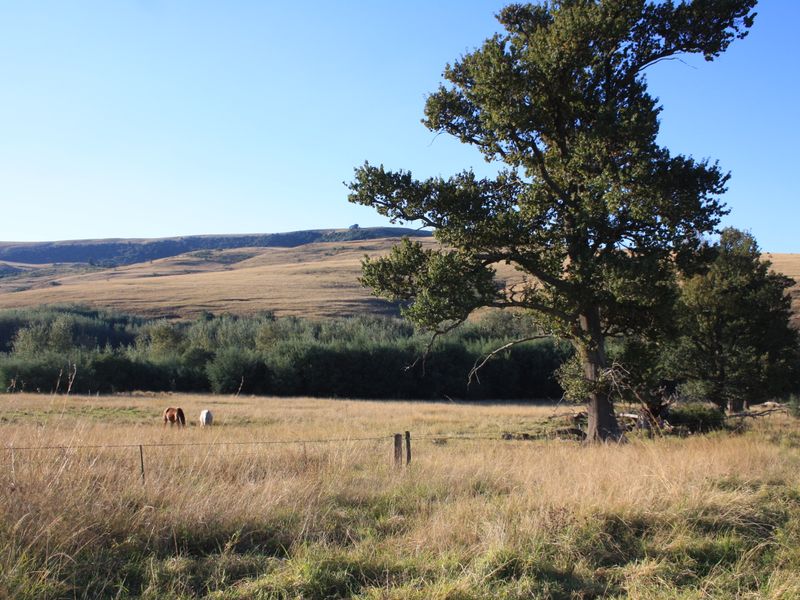 Yellowstone Ranch SA Style - Non Distressed Auction - Photo 10