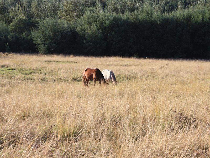Yellowstone Ranch SA Style - Non Distressed Auction - Photo 9