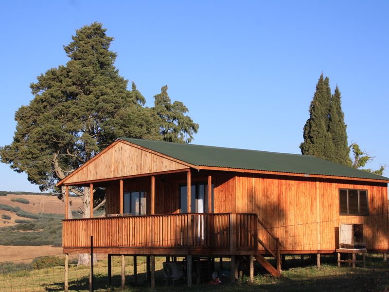 Yellowstone Ranch SA Style - Non Distressed Auction - Photo 8