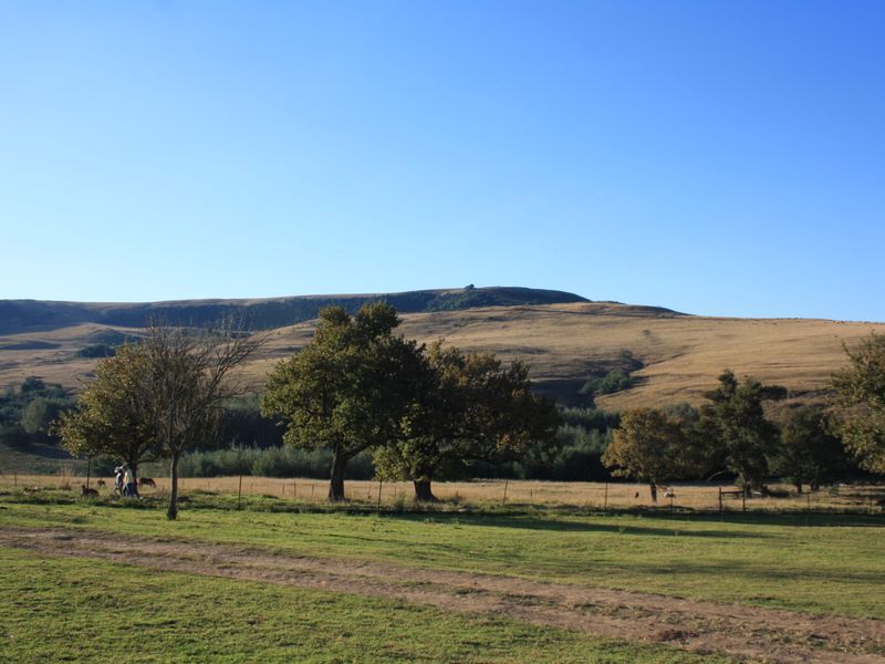 Yellowstone Ranch SA Style - Non Distressed Auction - Photo 5