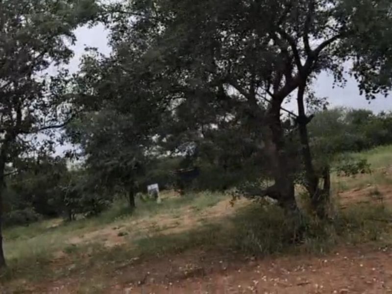 A view of a vacant residential plot featuring mature trees and natural ground cover.