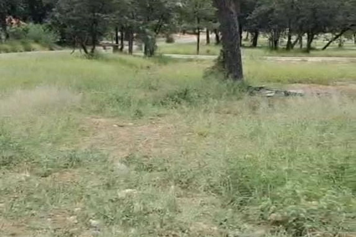 A view of a vacant residential plot featuring established trees and natural grass cover, bordered by a concrete curb.