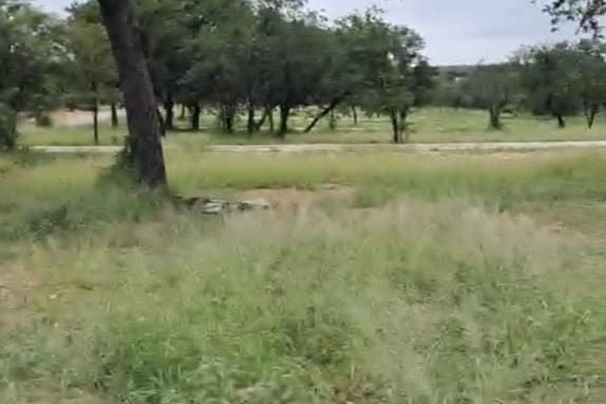 A view of a vacant residential plot featuring natural grassland and mature trees.