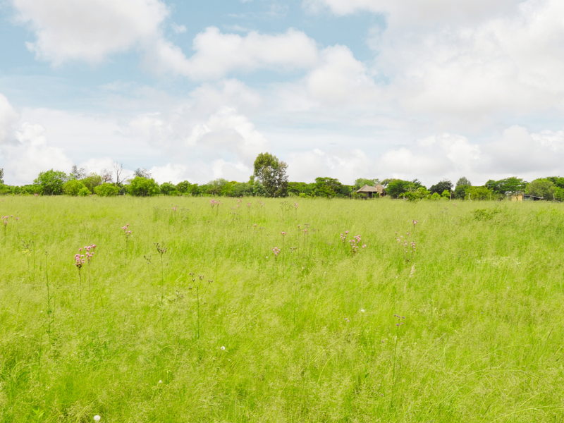 A wide, open expanse of undeveloped residential land featuring natural grassland and mature perimeter vegetation.