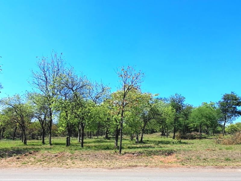 A view of a vacant residential plot featuring mature trees and a brick boundary wall, accessible from the adjacent road.