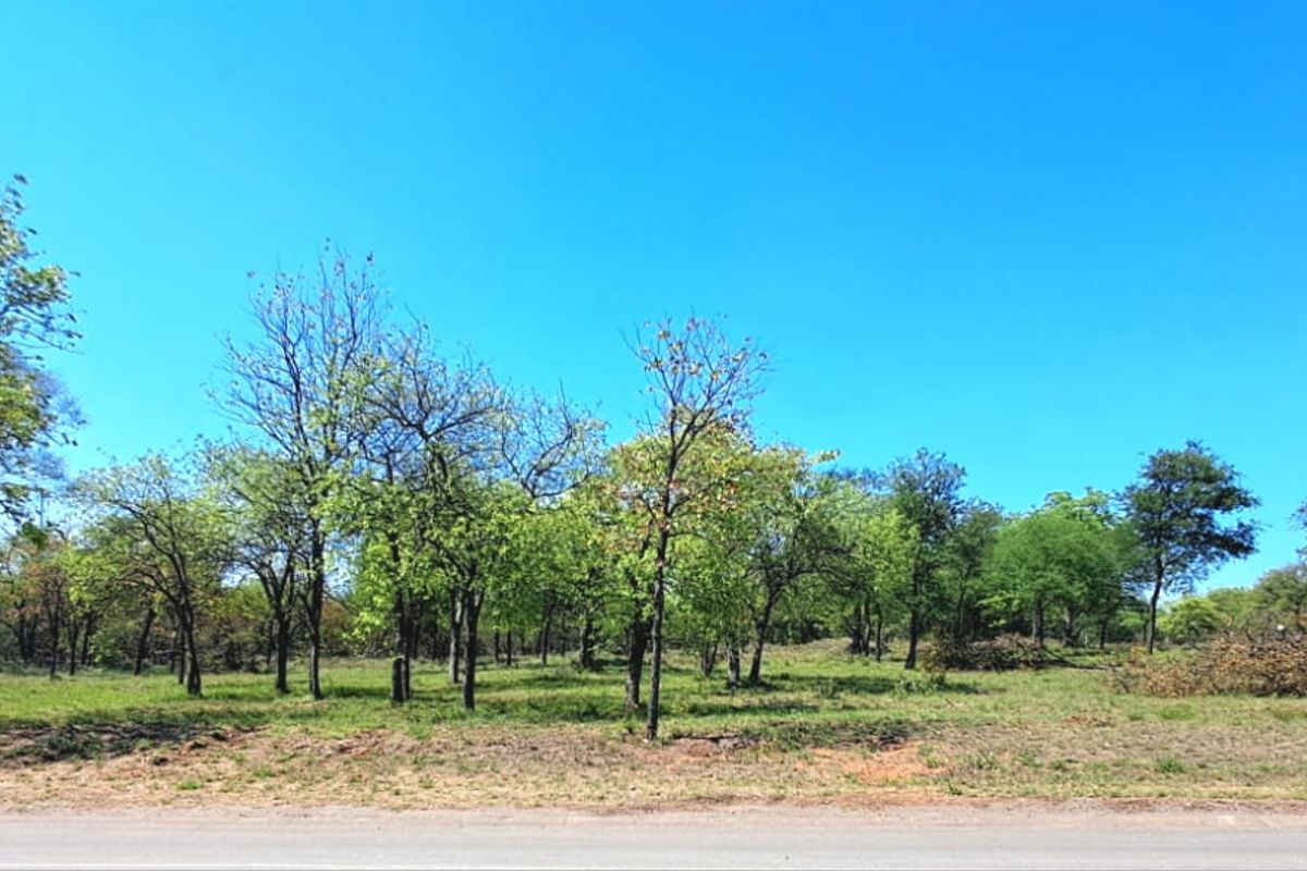 A view of a vacant residential plot featuring mature trees and a brick boundary wall, accessible from the adjacent road.