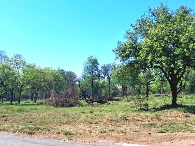 A vacant residential plot featuring mature trees and natural grassland, with direct access to a paved road.