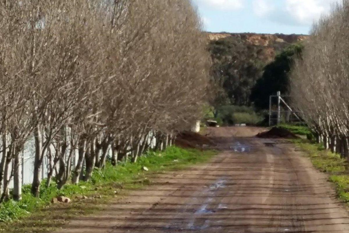 A dirt farm driveway lined with trees leading towards the property entrance.