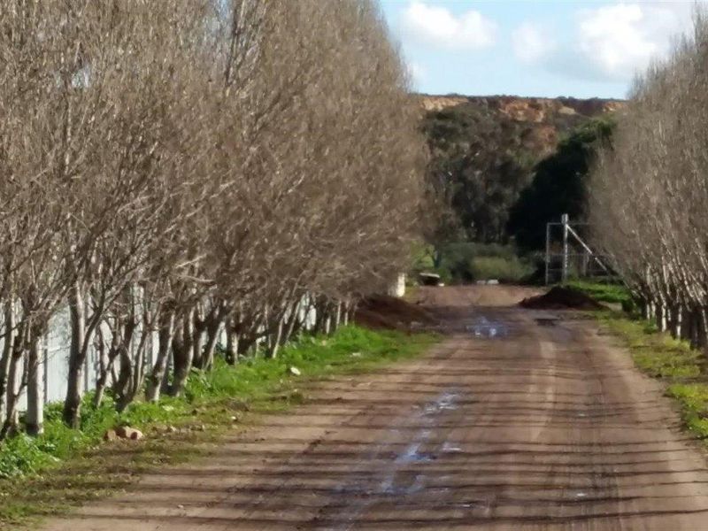 A dirt farm driveway lined with trees leading towards the property entrance.