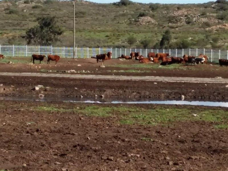 An expansive outdoor farm area featuring perimeter fencing and natural terrain, currently utilized for livestock grazing.