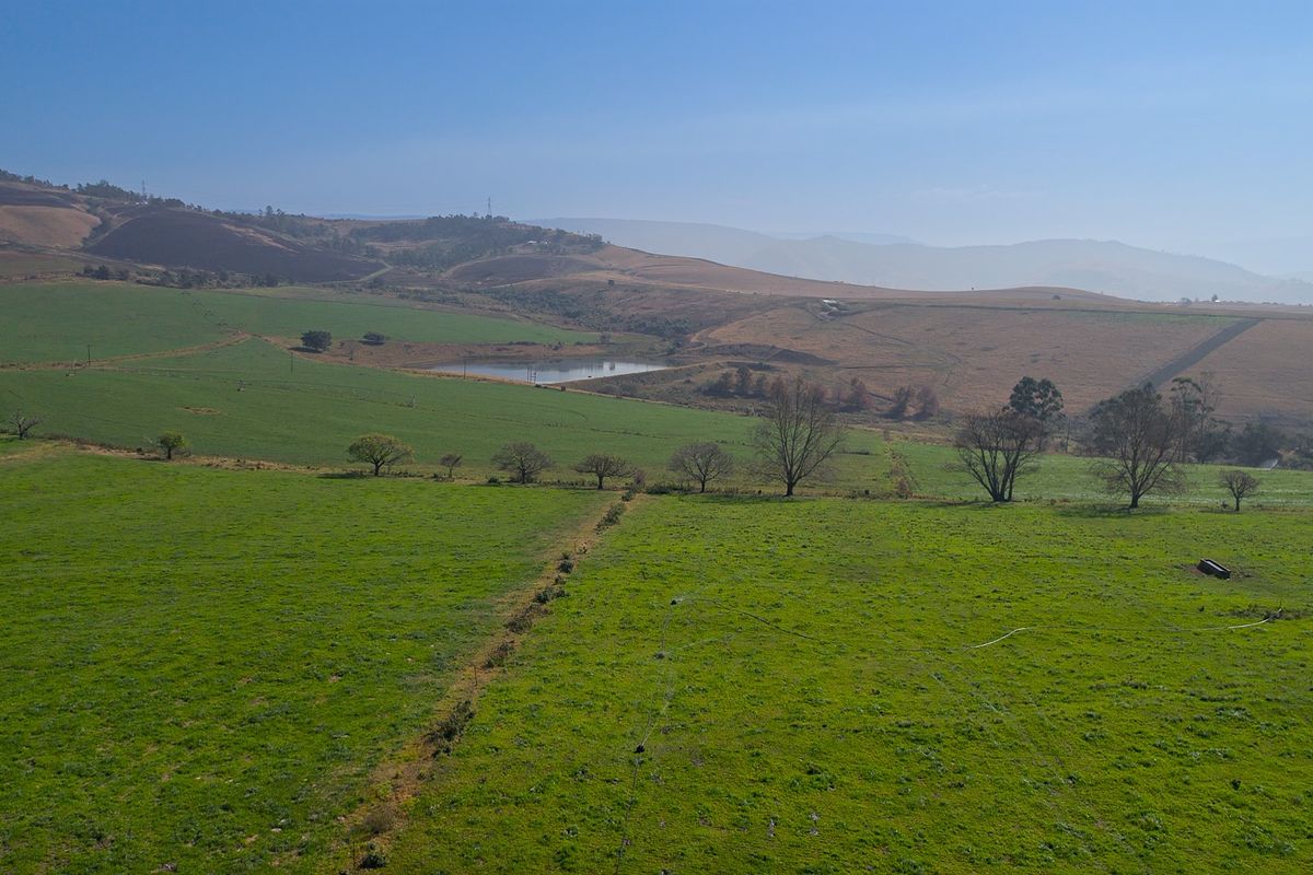 Dairy Milking / Heifer Rearing Farm with Pecan Nut Orchard - Photo 4