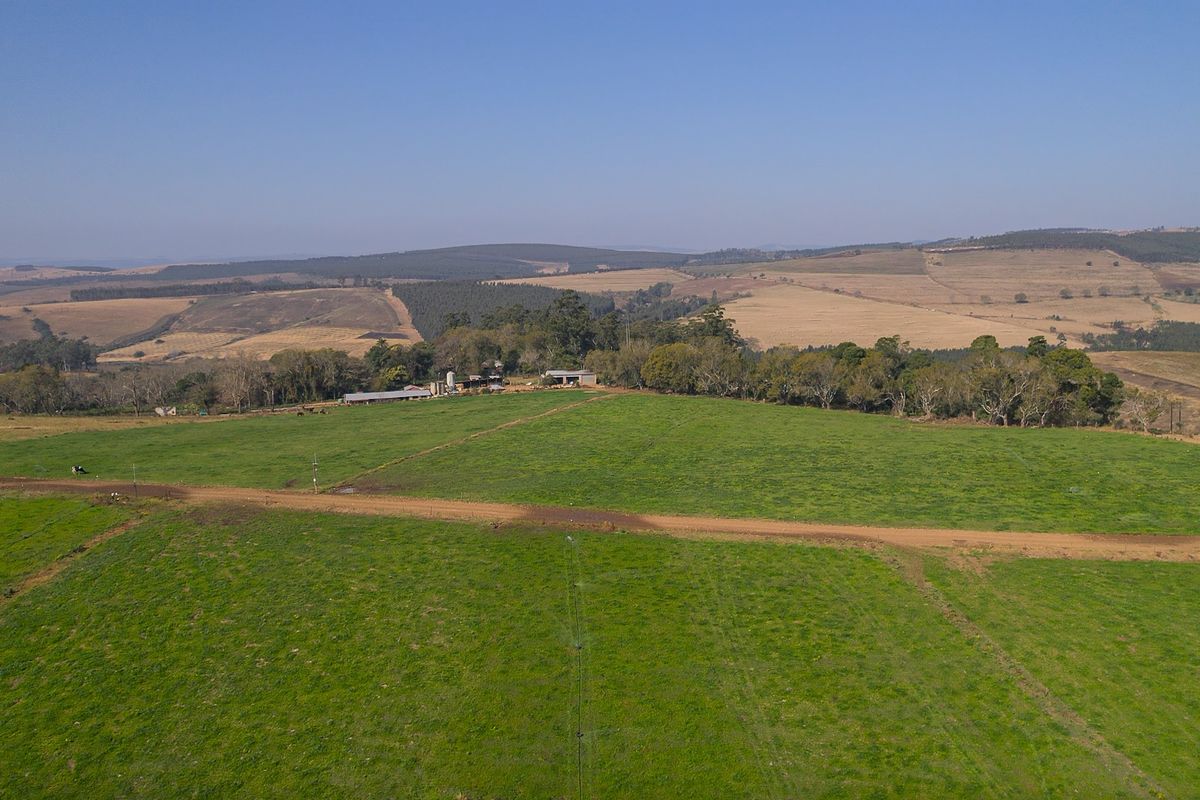 Dairy Milking / Heifer Rearing Farm with Pecan Nut Orchard - Photo 3