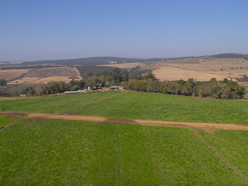 Dairy Milking / Heifer Rearing Farm with Pecan Nut Orchard - Photo 3