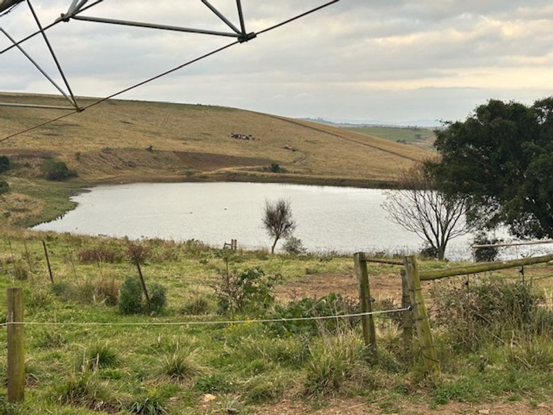 Dairy Milking / Heifer Rearing Farm with Pecan Nut Orchard - Photo 5