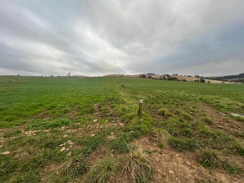 Dairy Milking / Heifer Rearing Farm with Pecan Nut Orchard - Photo 10