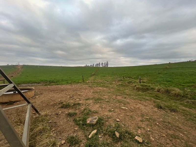 Dairy Milking / Heifer Rearing Farm with Pecan Nut Orchard - Photo 9