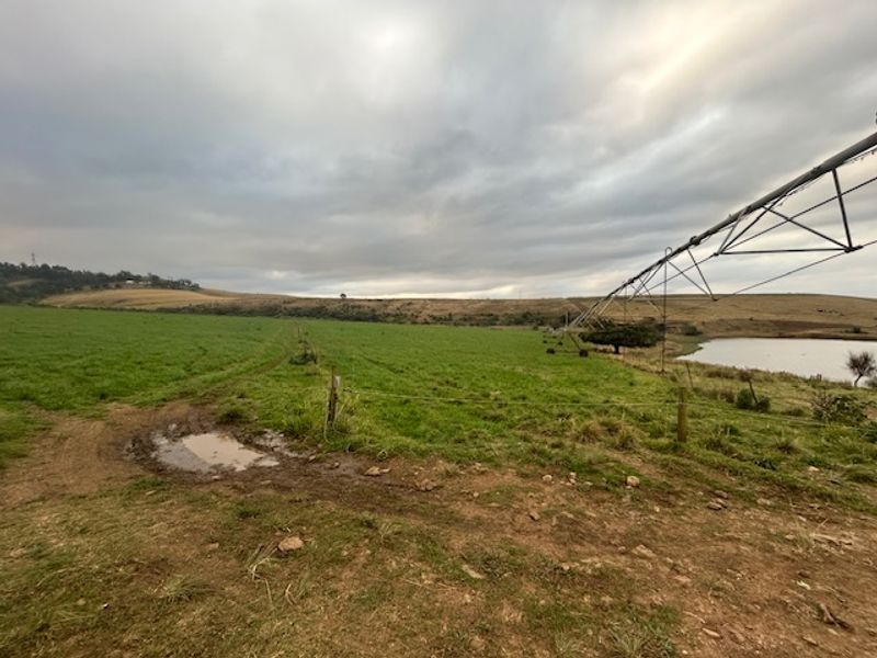 Dairy Milking / Heifer Rearing Farm with Pecan Nut Orchard - Photo 7