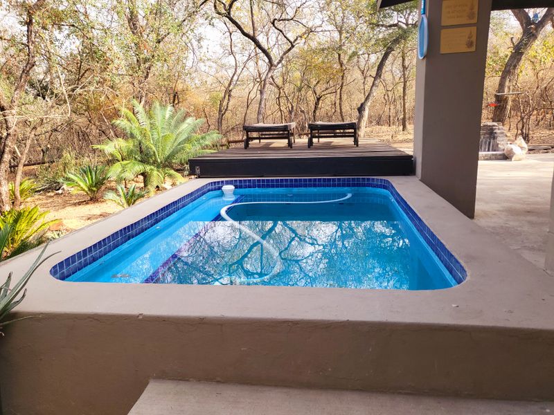 A compact plunge pool featuring blue tile coping, adjacent to a timber deck and covered patio area, set within a natural bushveld environment.