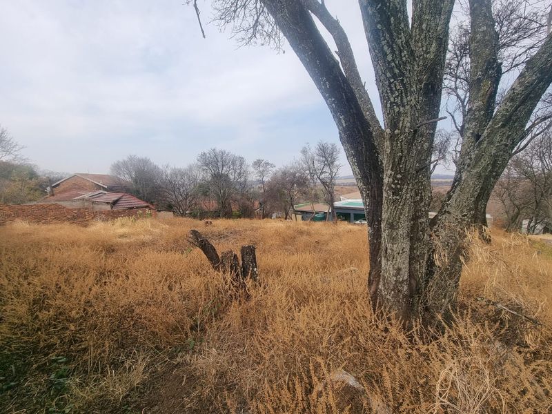 A view of an undeveloped residential plot featuring mature trees and dry vegetation, showing the natural state of the land.