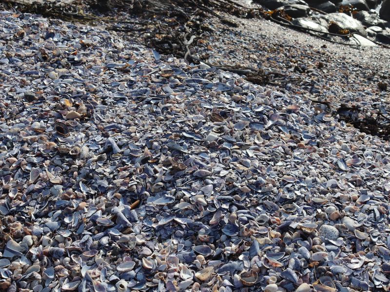 Vacant land for Sale in Shelley Point - Photo 10