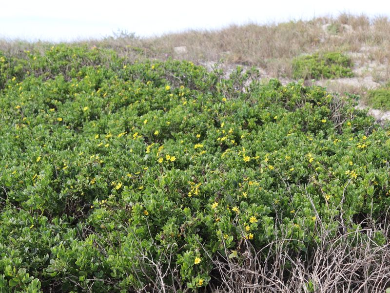 Vacant Land for Sale in Jacobsbaai - Photo 8