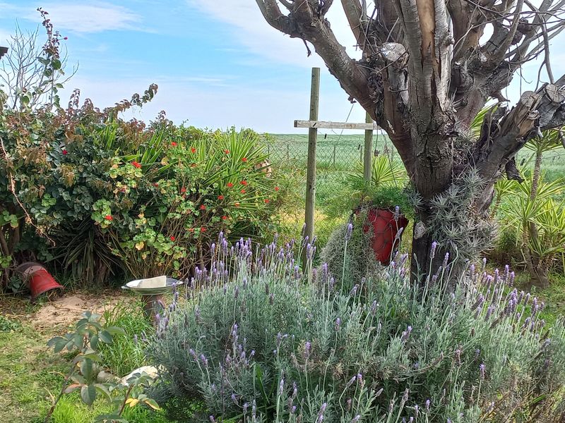 2 Bedroom House in Theronville Albertinia - Photo 6