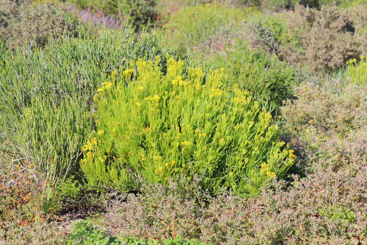Vacant land for Sale in Steenberg Cove, St Helena bay - Photo 4