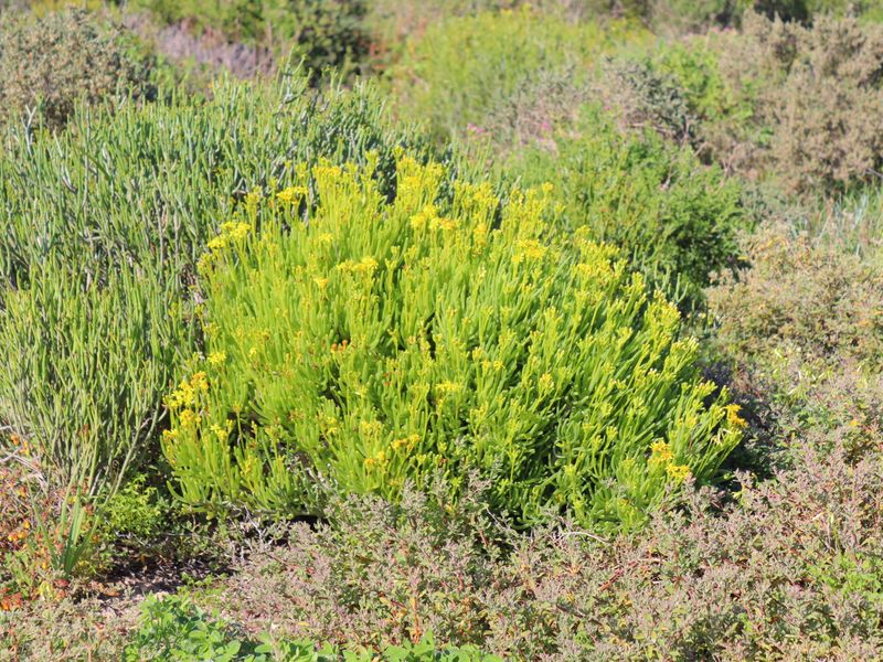 Vacant land for Sale in Steenberg Cove, St Helena bay - Photo 4