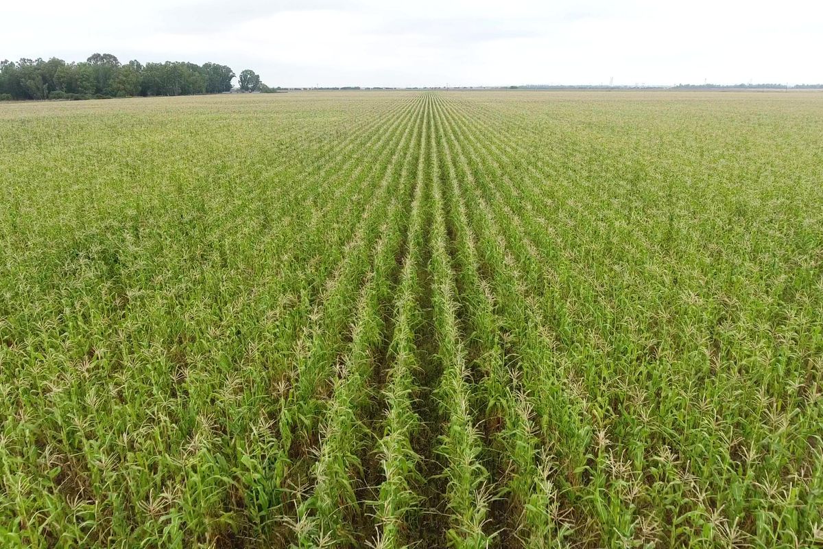 152 Ha Farm For Sale. - Photo 2