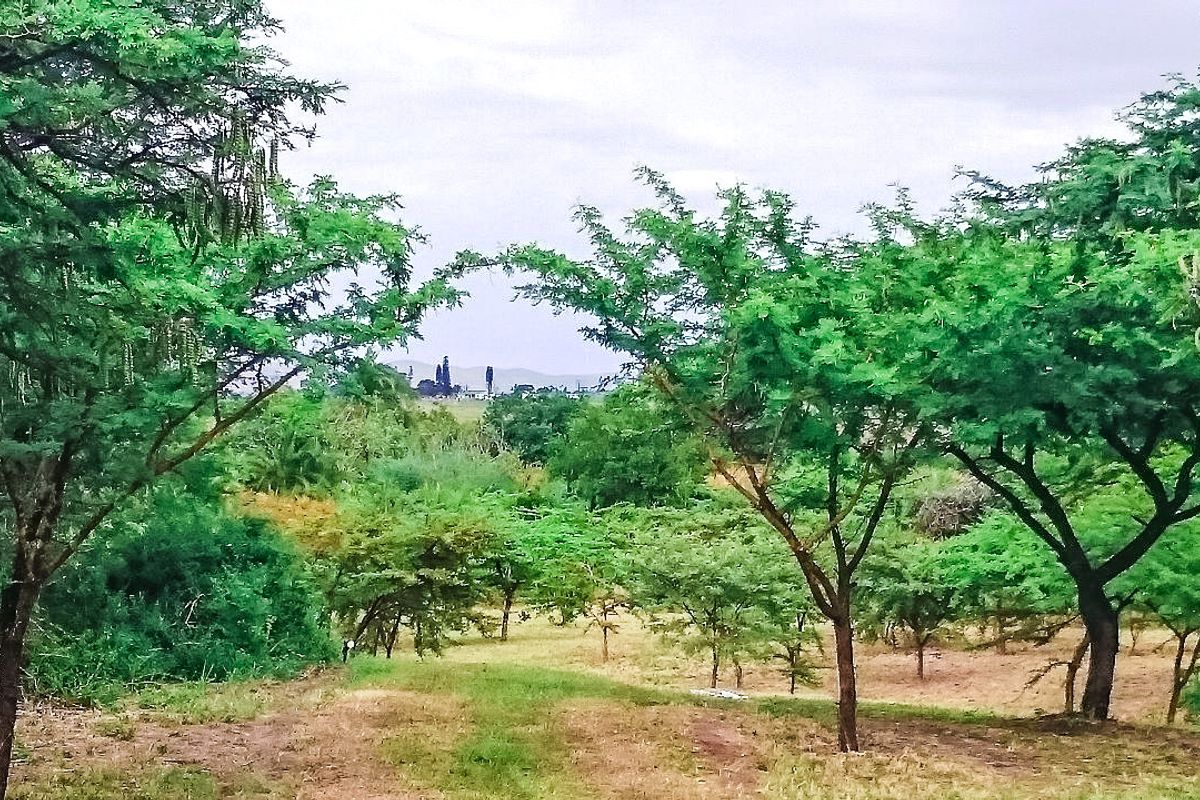 Farm For Sale In Eshowe - Photo 5