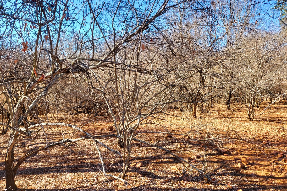 Vacant Land with Parklands - Photo 3