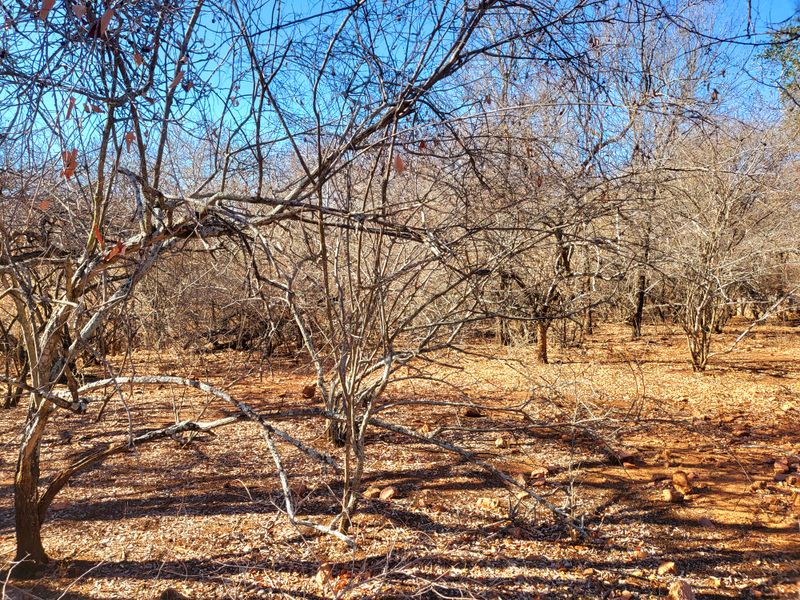 Vacant Land with Parklands - Photo 3